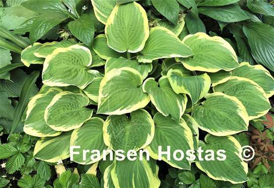 Hosta Snowbound